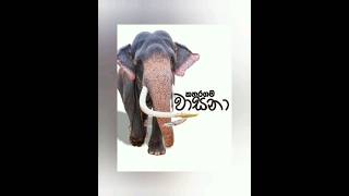 දැනට ලන්කාවේ හීලෑම ඇතුන් #videos #elephant