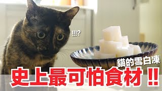 從來沒煮過這個東西！貓的雪白凍【好味貓副食食譜】好味貓鮮食廚房EP148