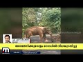 മലക്കപ്പാറയിൽ ബസിന് നേരെ പാഞ്ഞടുത്ത് കാട്ടാന wild life wild elephant