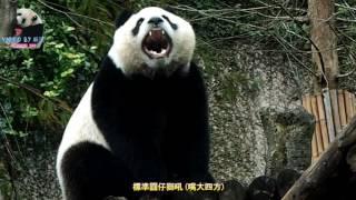 20161202 圓仔雙手合十的睡姿 The Giant Panda Yuan Zai pds