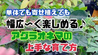 [素敵な植物]アグラオネマの上手な育て方☆