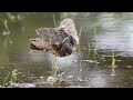 greater painted snipe m singapore