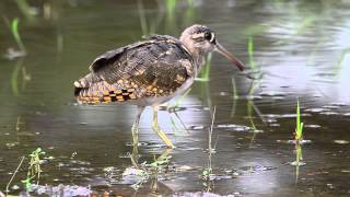 Greater Painted-Snipe (M)-Singapore