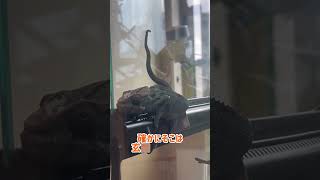 お迎えしたてのカメレオンが器用すぎて飼い主たじたじ#爬虫類 #reptiles #カメレオン #パンサーカメレオン #カメレオンの飼い方 #動物 #ペット #かわいい #癒し