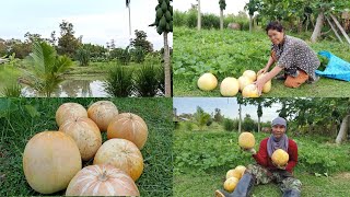 แตงไทยลูกใหญ่ผลดก |เก็บเมล็ดพันธ์เอง |ดำโกสัมพี