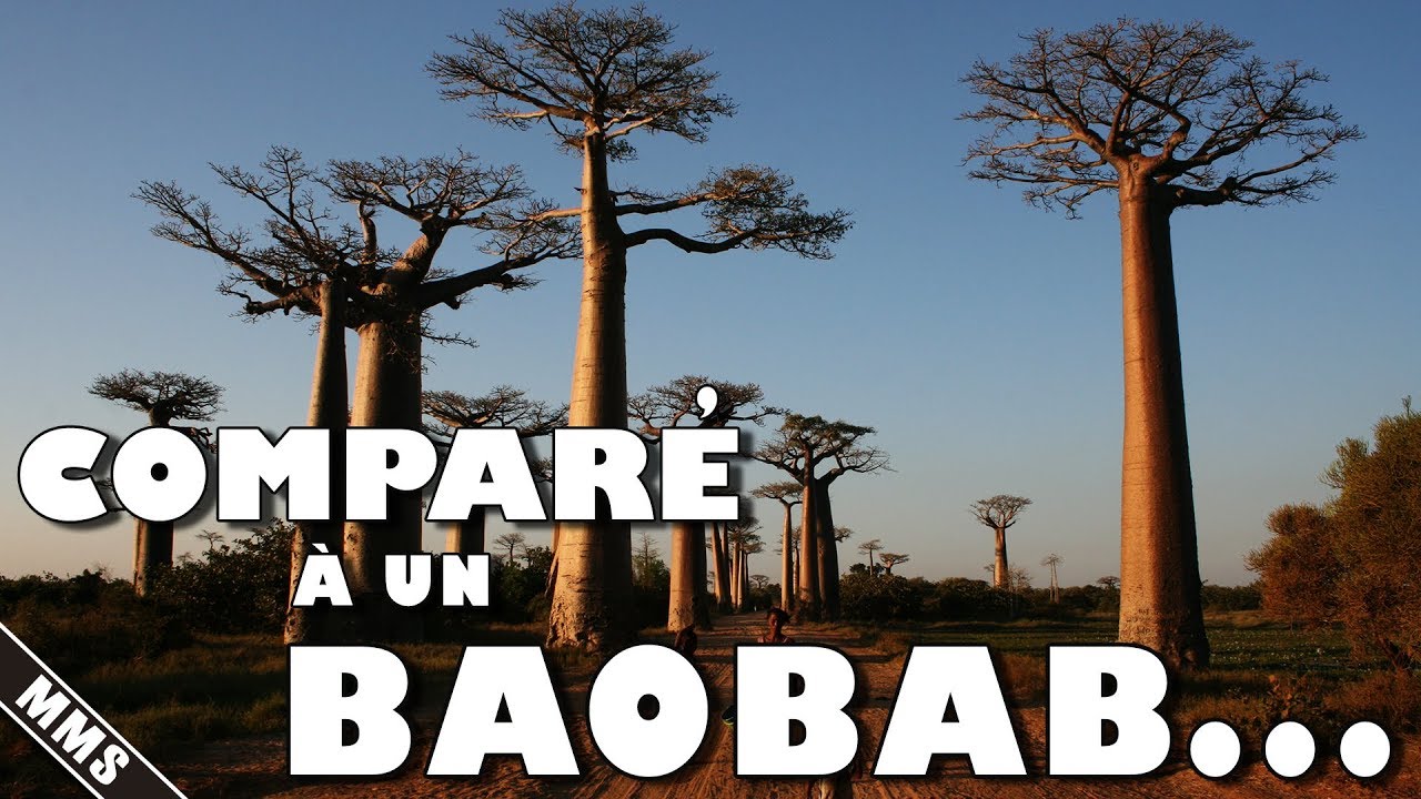 Être Comme Un Baobab, C'est De La COMPARAISON ! / MMS #10 - YouTube