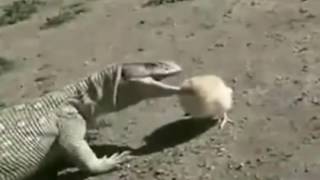 LiveLeak - Little Chicken Vs Lizard (It teaches us to dont give up)