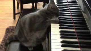 Il Gatto che suona il pianoforte...