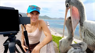 Wild Pelican Feeding Its Baby Caught on Camera! | Dream Shot #1