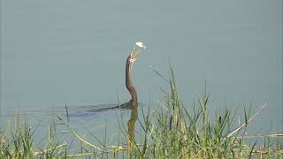 oriental darter bird eating fish