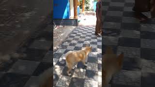 അയ്യോ എന്നെ കൂടെ കൊണ്ട് പോയില്ലേ 😭😭#dog#doglover#utubeshorts😍