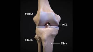 ACLtear.com - What is an ACL Injury?