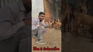 shirohi goat | शिरोही शेळी आणि तिचे रंग  #shelipalan #शॉर्ट्स