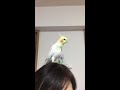 『笑点のテーマ曲』を歌うオカメインコ♪