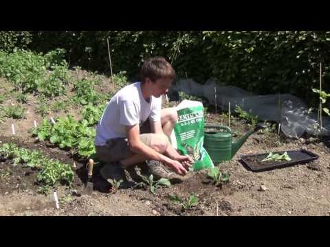 How To Transplant Brussel Sprouts Plants How To Transplant Brussel Sprouts Plants