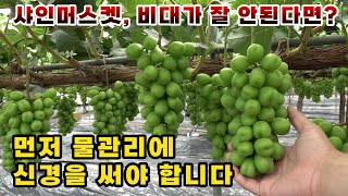 샤인머스켓 비대가 잘 안된다면 비대제를 찾기보다 먼저 물관리에 신경을 써보세요.