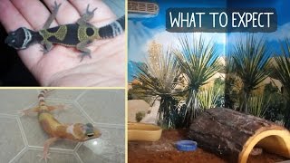 BABY LEOPARD GECKO | What to Expect!?