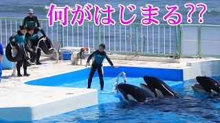 お片付け騒動勃発前⁇ 鴨川シーワールド シャチ Kamogawa Sea World