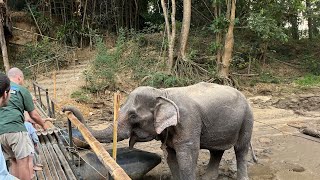 olifant gezien bij ons hotel😍 | KANCHANABURI THAILAND 🇹🇭 | vlog 3