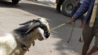 #agrianimals,sheep and goats fair at batawadi kyatsandra tumakuru .