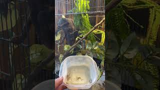 コオロギ食べ放題 【ウスタレカメレオン】 #shorts #爬虫類 #reptiles #カメレオン