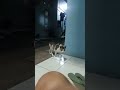 anak kucing manggil induknya induknya langsung nyamperin 😁 cat shortvideo kucing