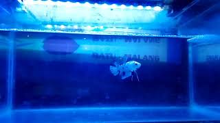 Betta fish Anakan blue rim .. Age 2 bulan