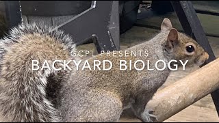 Backyard Biology - Squirrels