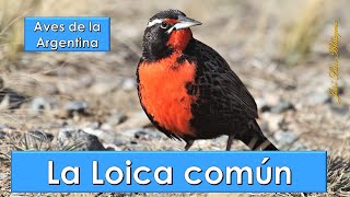 Loica común, Long tailed Meadowlark, (Leistes loyca), Aves de la Argentina