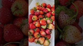 สตรอเบอร์รี่ 🍓 งานเกษตรแฟร์ ลูกเล็กแต่หวานฉ่ำ #สตรอเบอร์รี่ #strawberry #fruit #เกษตรแฟร์ #ผลไม้