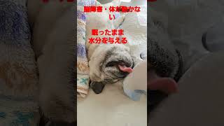 眠ったままの水分補給 #認知症犬 #パグ #shorts