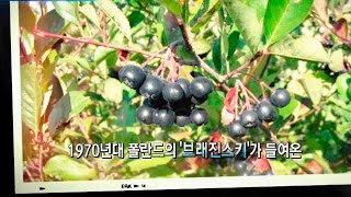 젊음을 선물하는 왕의 열매 '아로니아' @SBS 생활경제 2240회 20151217