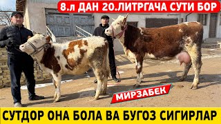 СУТДОР  ОНА  БОЛА   ВА БУГОЗ  СИГРЛАР  МИРЗАБЕК !