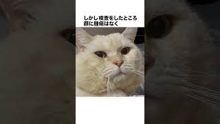 元野良ボス猫ニャーゴ伝説①