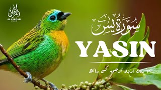 Surah Ya Sin Yaseen ✦ سورۃ یس ✦ Surah Yaseen With Urdu Translation ✦ Episode - 808