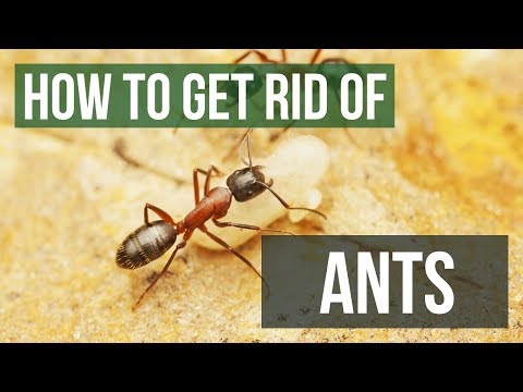 How to Get Rid of Ants: Guaranteed Ant Control in Home & Yard How to Get Rid of Ants: Guaranteed Ant Control in Home & Yard