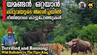 യമണ്ടൻ ഒറ്റയാൻ  I  കടുവയുടെ അലർച്ചയിൽ ഭീതിയോടെ കാട്ടുപോത്തുകൾ #elephant #tiger @MTIKarikkaden