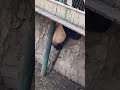 拆迁还是萌家强 萌大 panda 大熊猫 一方水土养一方熊猫 cute 熊