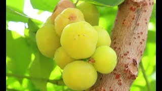 Tropical Fruits Gooseberry | Grosella | Phyllanthus acidus | Starberry | Chalmeri | Nellikai | Usiri