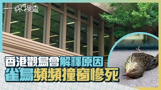 雀鳥撞窗慘死！觀鳥會單月錄29宗疑 #鳥撞 意外　促外牆貼防鳥撞貼紙 　#一線搜查