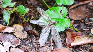 飛ぶヤマトクロスジヘビトンボ Parachauliodes japonicus