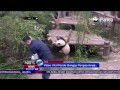 Video Viral Panda Lucu yang Menggangu Pengasuhnya - NET5