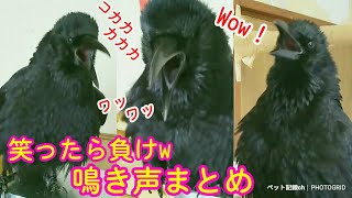 【笑ったら負け】カラスの鳴き声をまとめてみた(一部空耳有り)w ニャンコの癒し×2、恐過ぎる犬  20190709、カラス＆四つ足トリオ