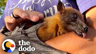 33-Year-Old Bat Loves to Curl Around His Caregiver's Arm and Fall Asleep | The Dodo