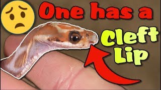 SCALELESS Rat Snakes Hatching!!