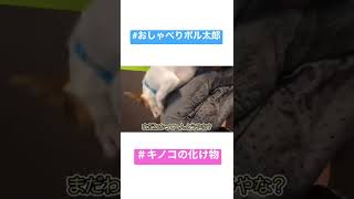 化け物や！［しゃべる犬 ジャックラッセルテリア］#shorts #犬 #かわいい