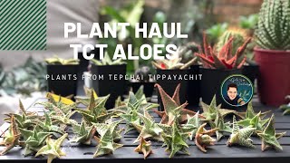 PLANT HAUL - TCT Aloes from Thailand!!!