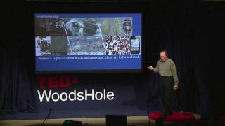 Dynamic octopus camouflage -- art, science, and technology | Roger Hanlon | TEDxWoodsHole