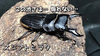 【スジブトヒラタ】新成虫の掘り出しだぞぉ！ついでに菌糸交換もやっていきます【ぴぴんap】