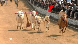 एवढ्या मोठ्या घाटात २० फुटावरून मुन्ना खुन्नसनी भिडवली | #khillar #khillarcow